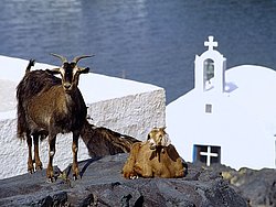 Ziegen vor der Kapelle Agios Nikolaos. (c) Tobias Schorr